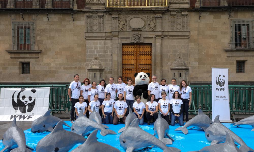 Hand in of petition to save vaquitas