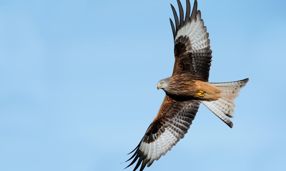 Red kite