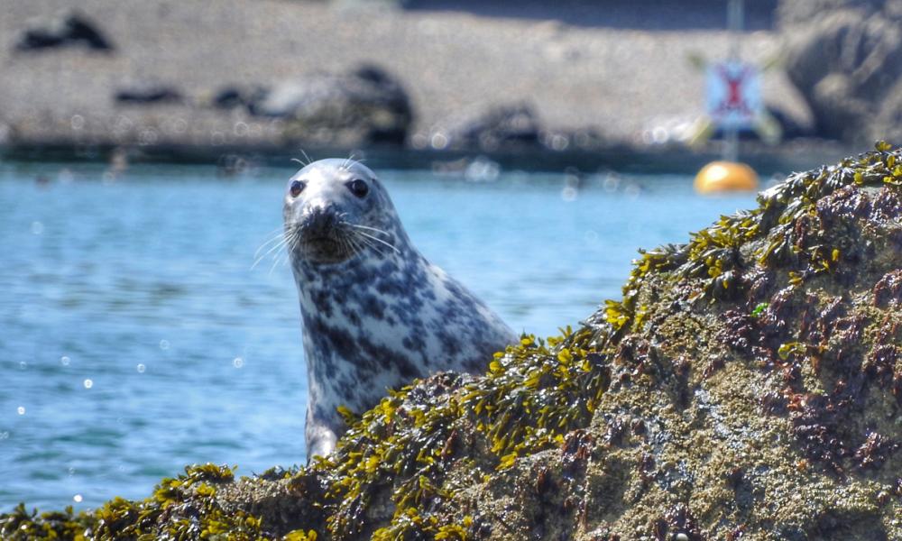 Grey Seal at Skomer