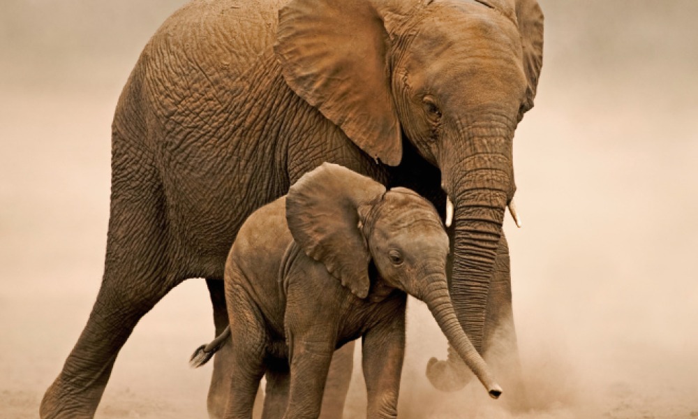 Elephant with calf