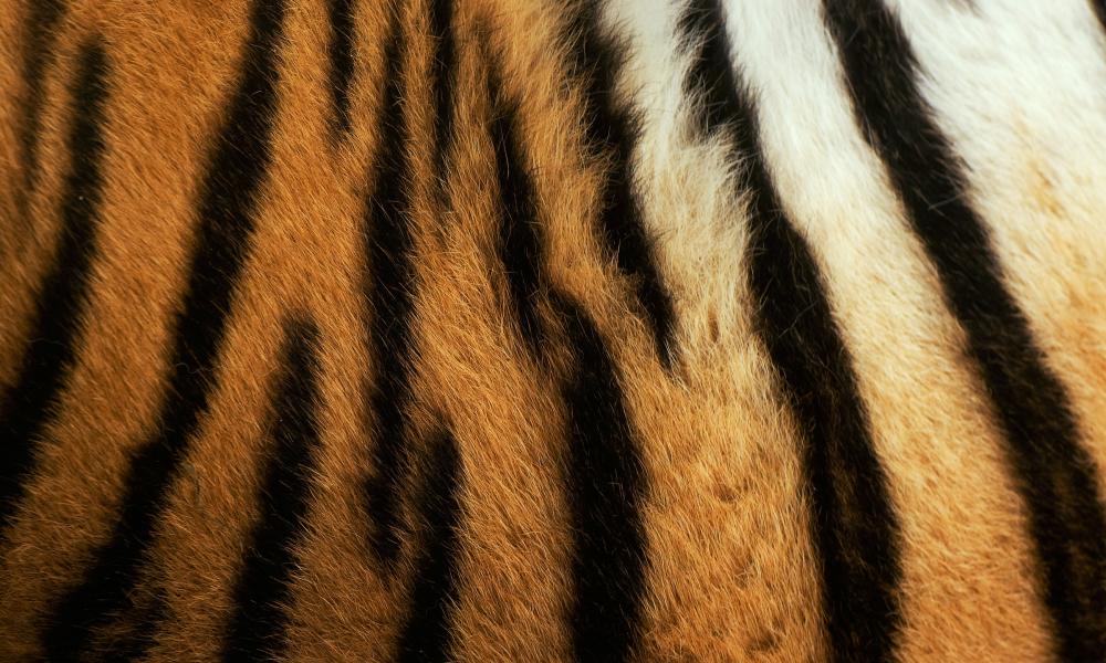 Siberian tiger ( Panthera tigris altaica) detail of patterns on flank, captive.