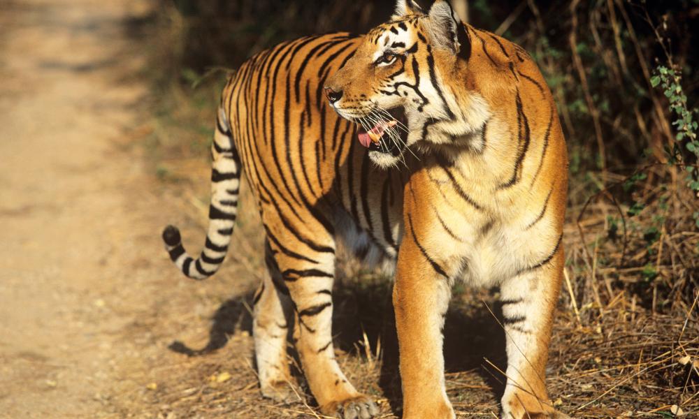 Indian tiger - © David Lawson