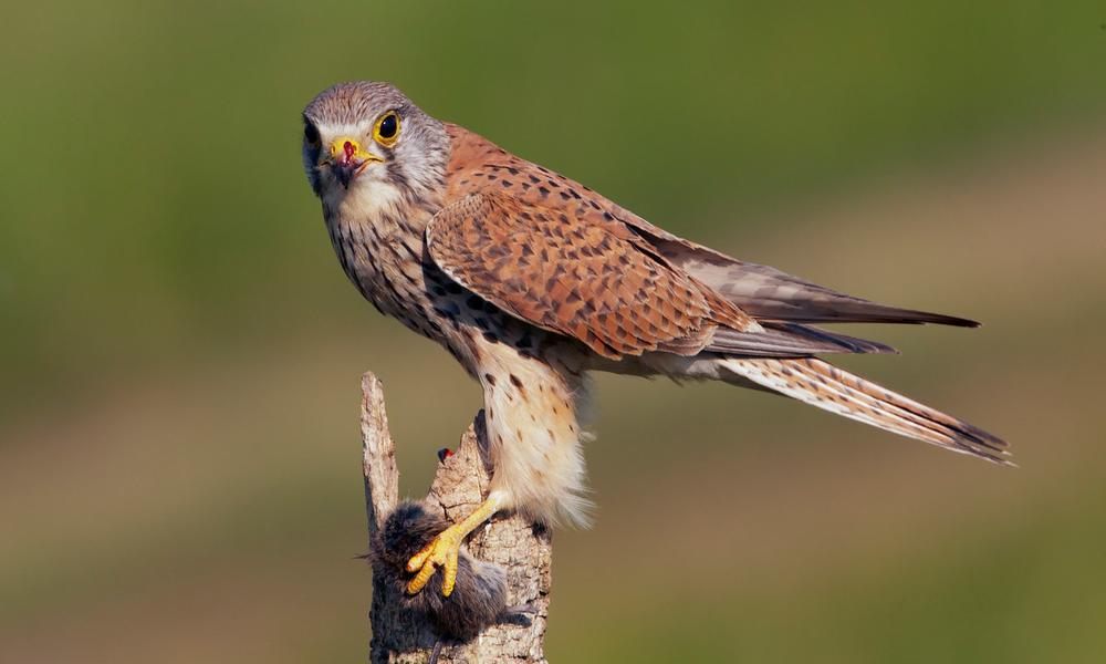 Kestrel, (c) Markus Varesvuo
