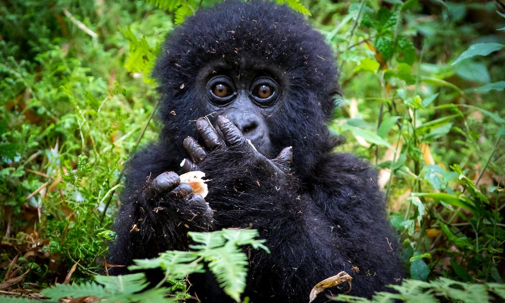 Baby gorilla eating