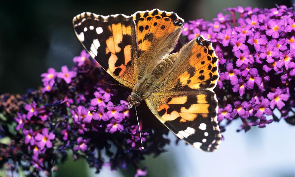 Painted Lady Butterfly, (c) David Lawson