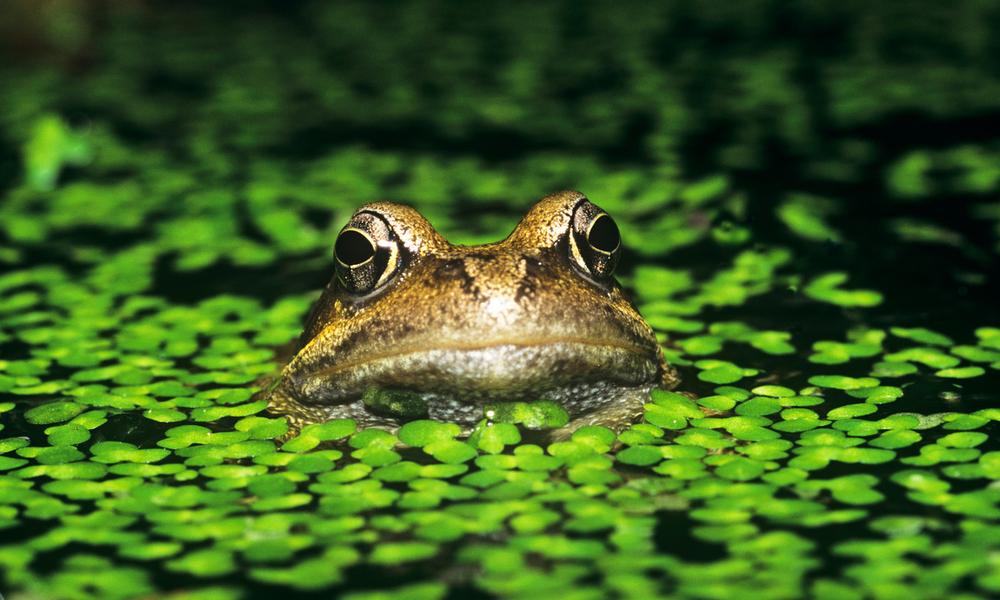 Common frog, (c) David Lawson