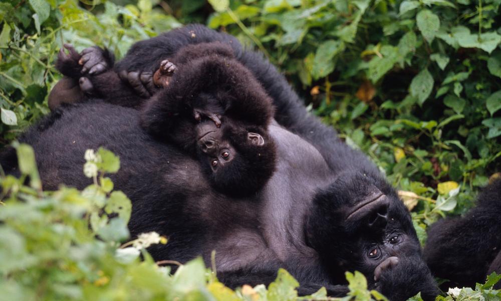 Gorilla family