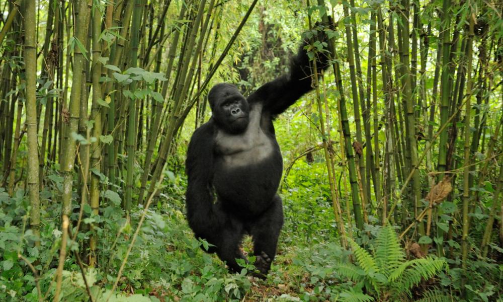 Silverback gorilla