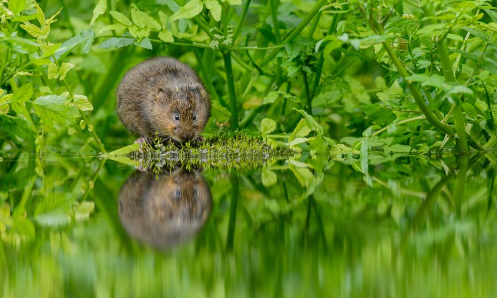 Water vole, (c) Terry Whittaker