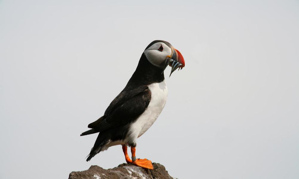Puffin, (c) Steve Morgan