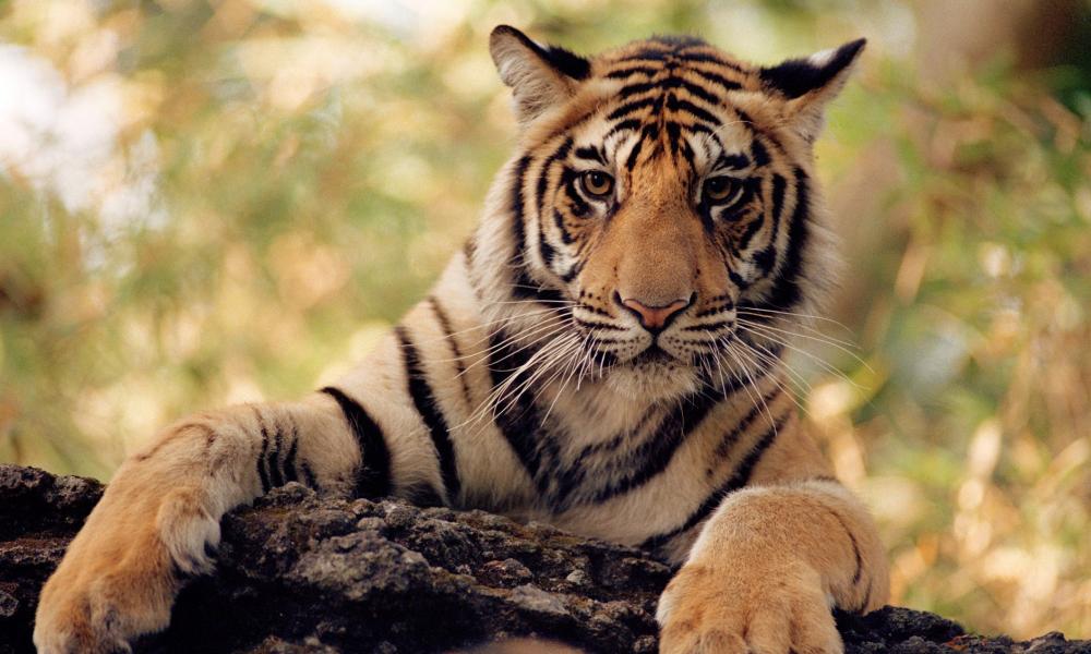 tiger sitting on a log