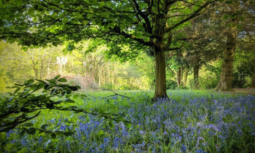 Welsh meadow