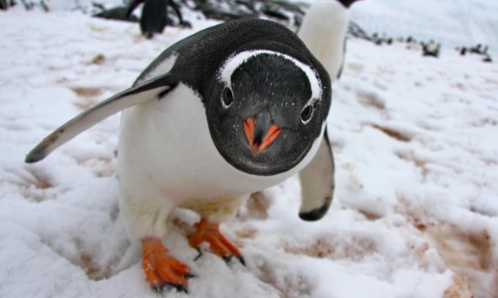 A Gentoo penguin (Pygoscelis papua) investigating the photographer's lens in Antarctica