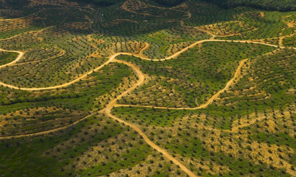 Aerial view of palm oil plantation on deforested land, Sabah, Borneo, Malaysia 2007
