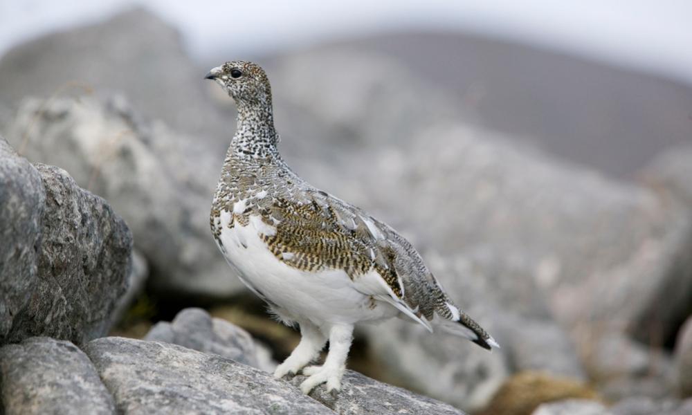 A Ptarmigan (Genus Lagopus) on Quinag, Scotland.