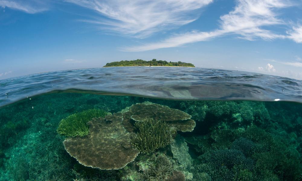 Tropical coral reefs