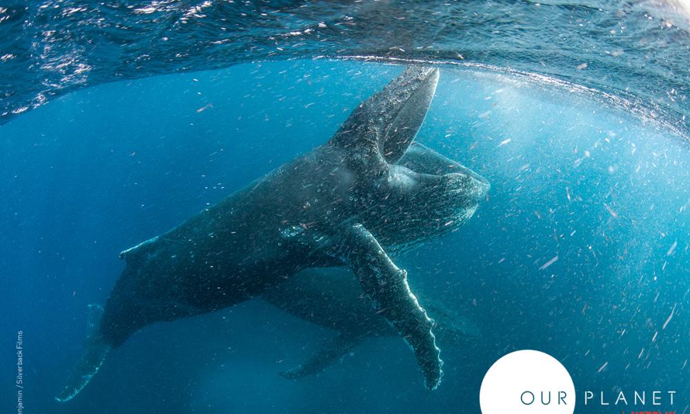 whale