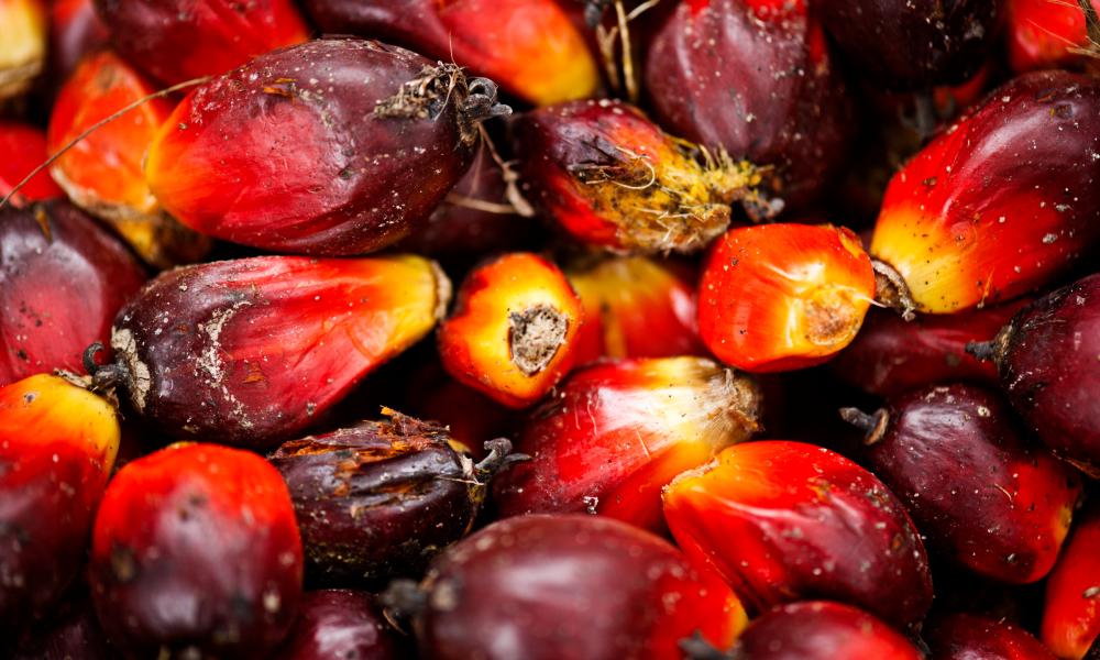 Palm fruit ready to be taken to the mill