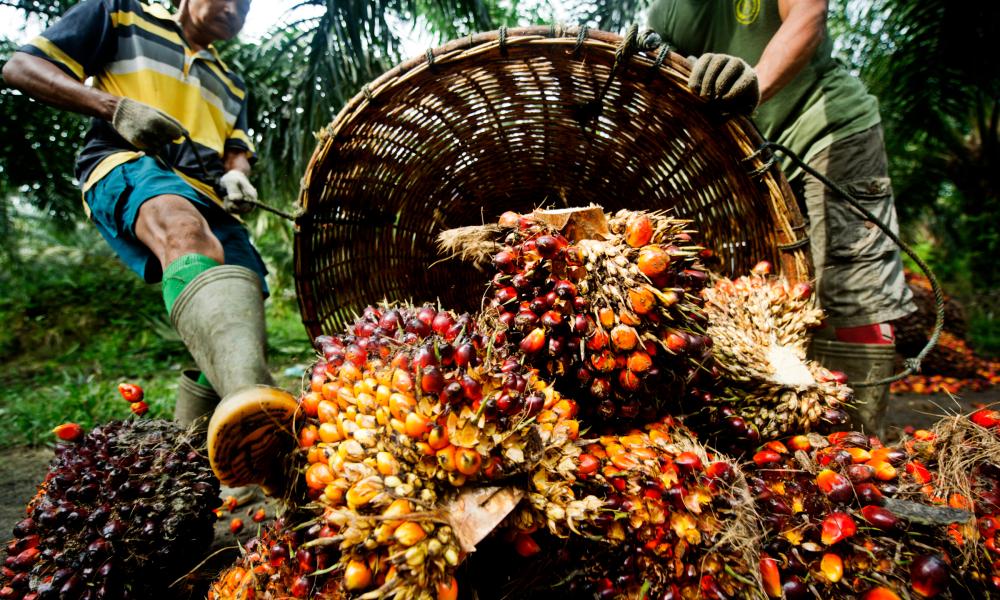 Palm fruit, having been harvested is piled up in order to be weighed