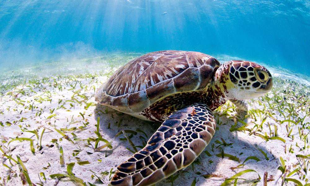 Sea turtle