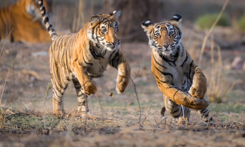 Tigers in Nepal