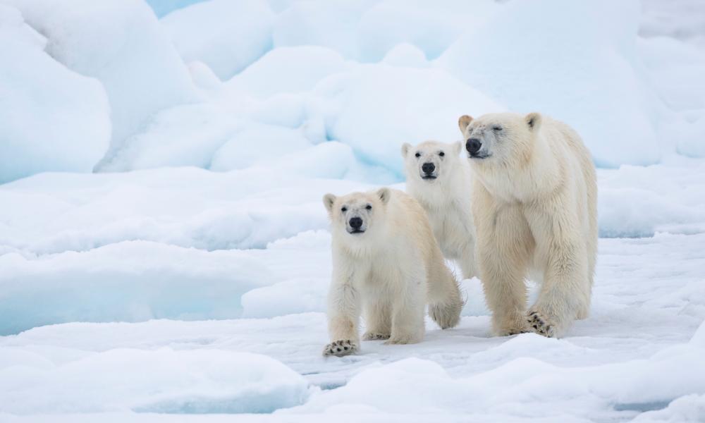 Polar bears