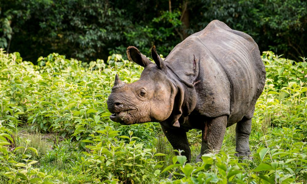 Greater one-horned rhino (Rhinoceros unicornis). Chitwan, Nepal