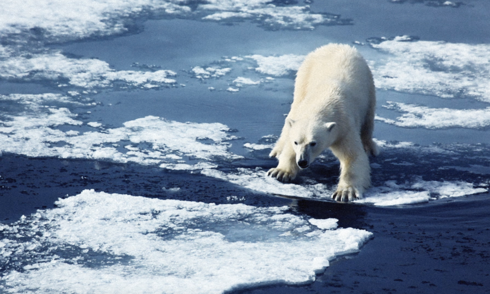 essay on helping the environment