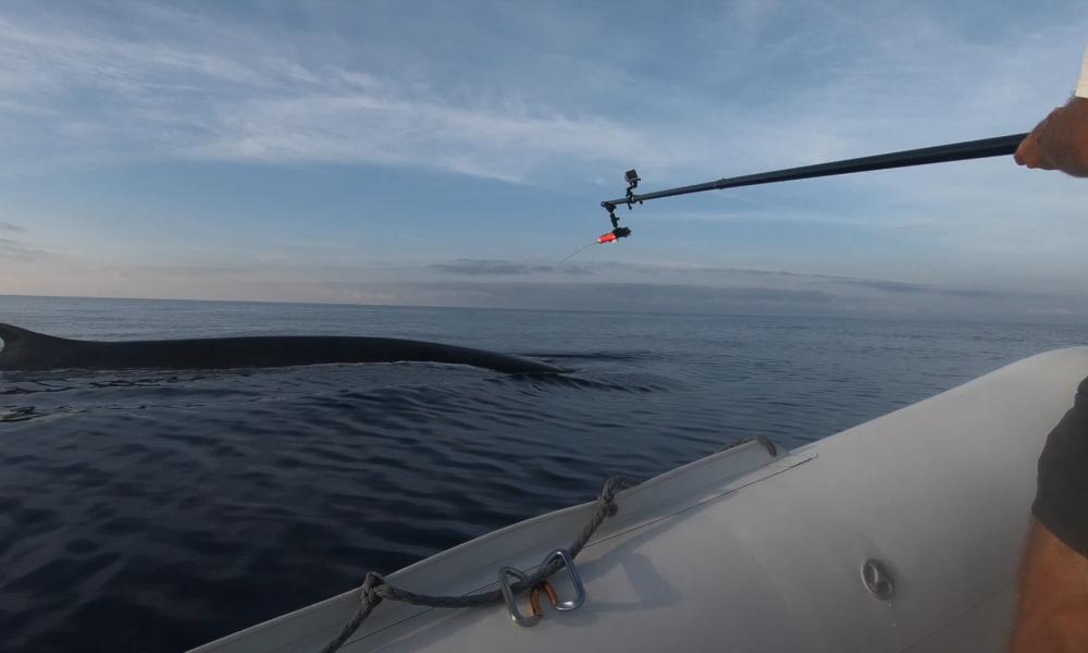 Whale Tracking