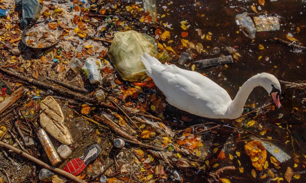 Swan swimming in plastic © Sam Hobson