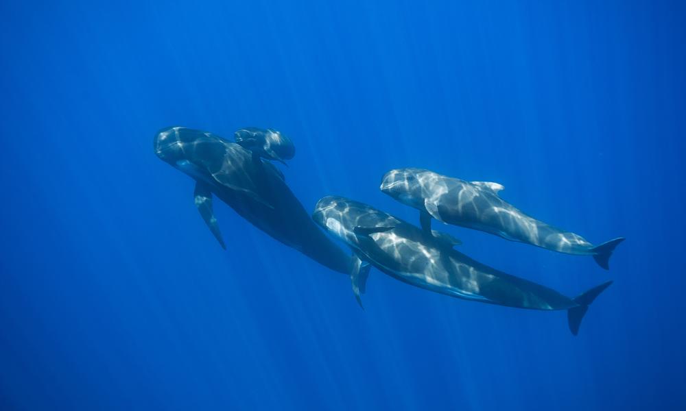 Whales Pelagos