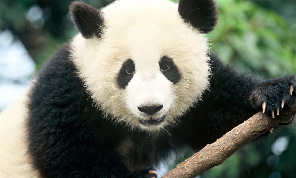 Giant panda © Michel Gunther / WWF