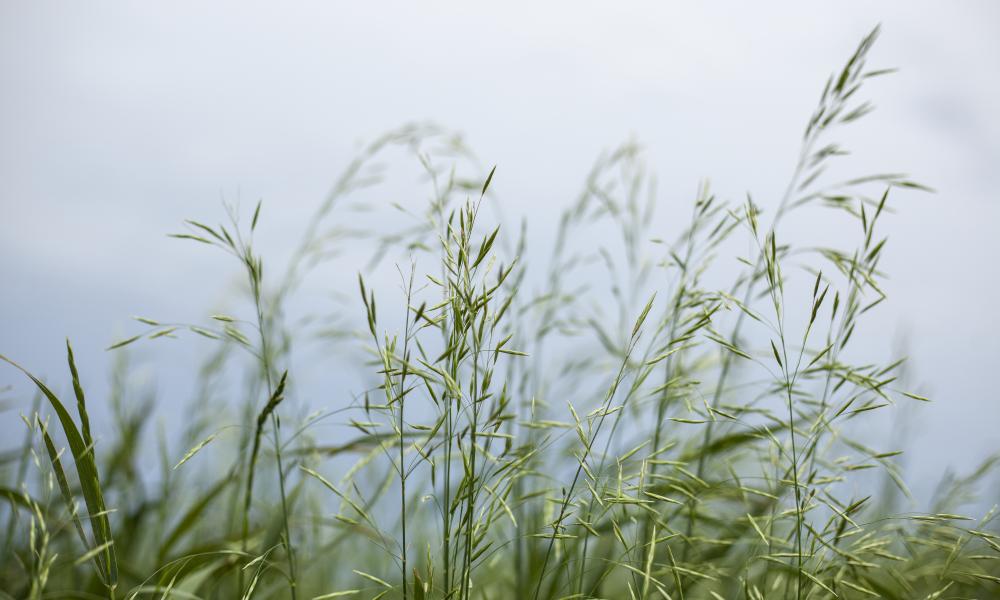 long grass