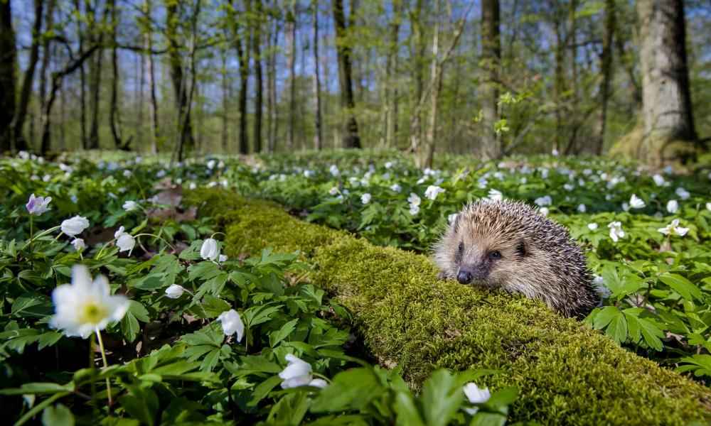 Hedgehog in a spring forest © naturepl.com / Klein & Hubert / WWF