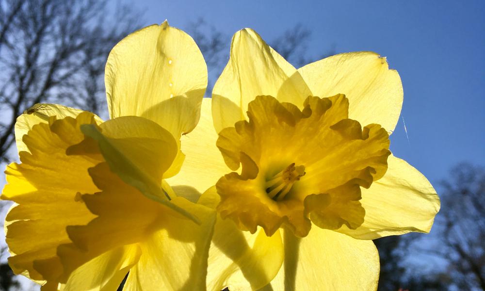 Daffodils