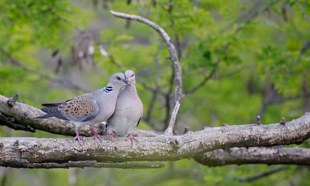 Turtle Doves © Wild Wonders of Europe / Markus Varesvuo / WWF