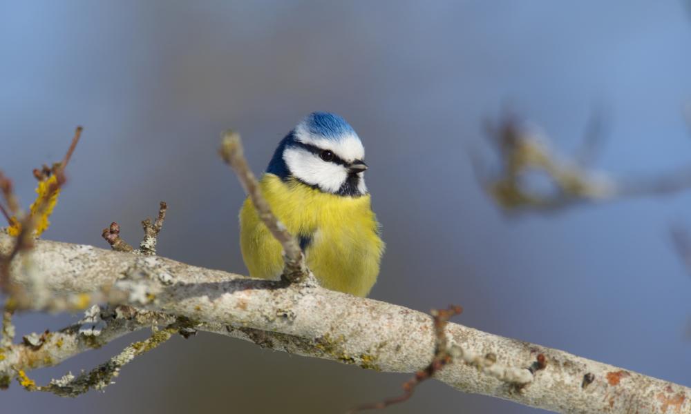 bird feeder