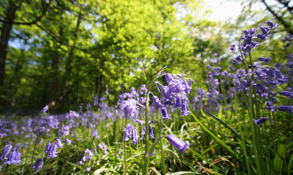 bluebell