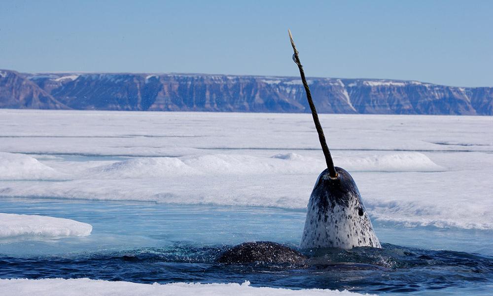 narwhal breathing