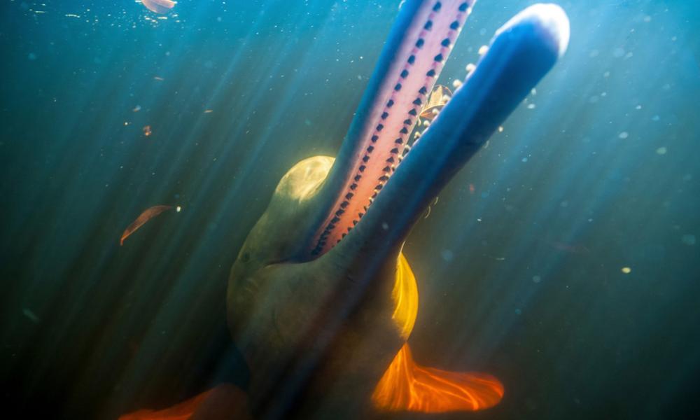 Amazon River Dolphin