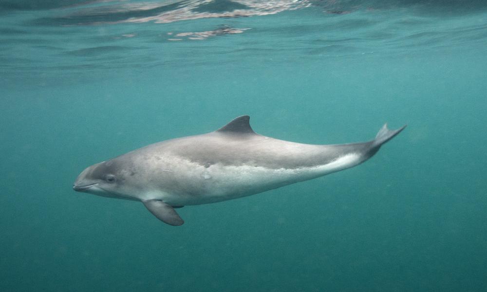 Harbour porpoise