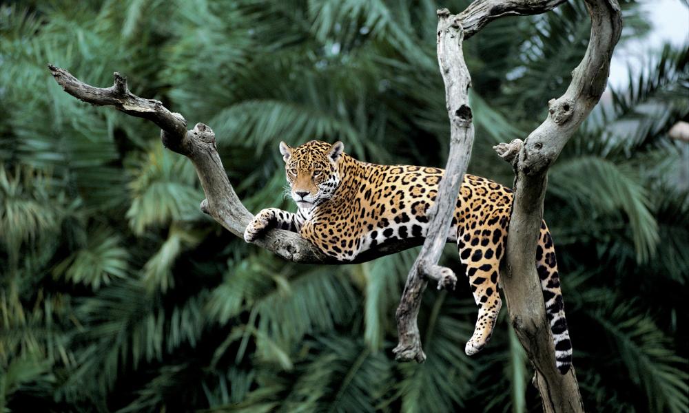 The Effects Of Deforestation Wwf The Effects Of Deforestation Wwf