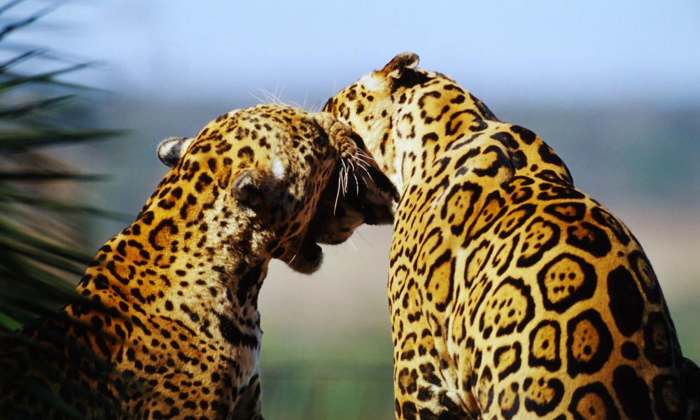 Jaguars, Brazil © Michel Gunther WWF