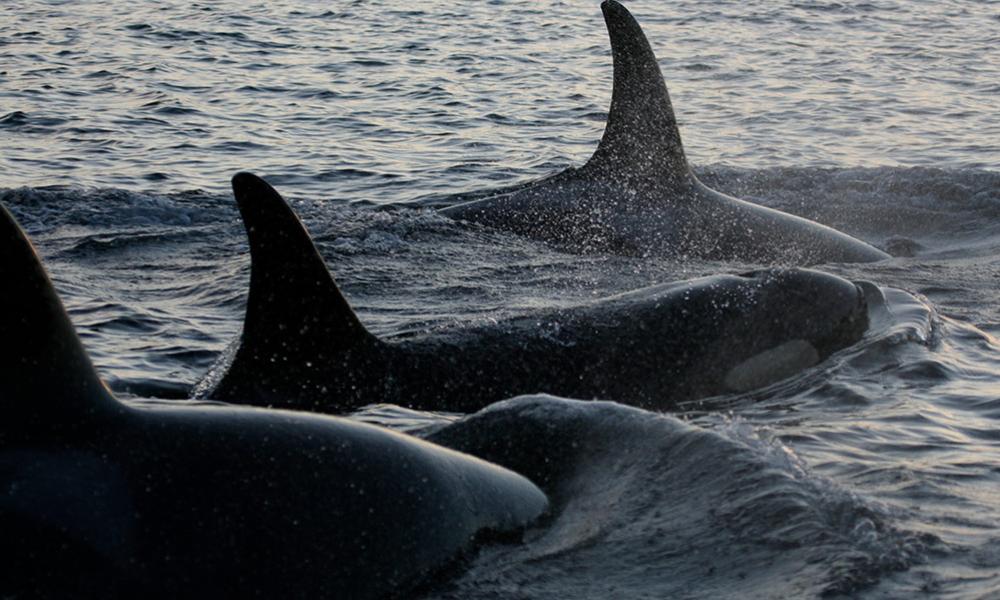 killer whales