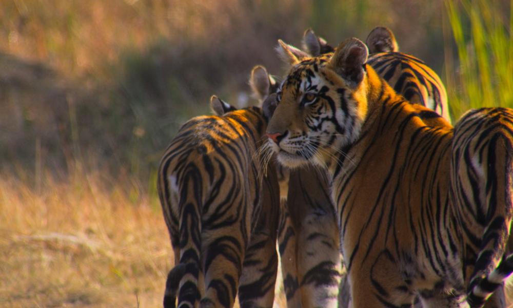 Tiger