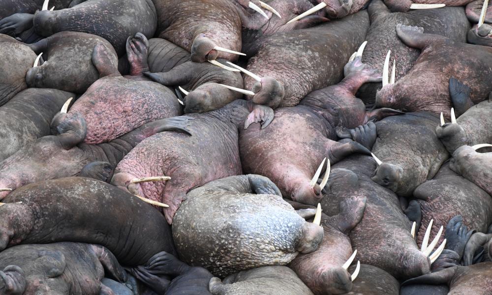 walrus haul out