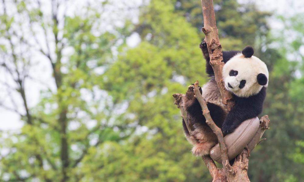 Young Panda in tree