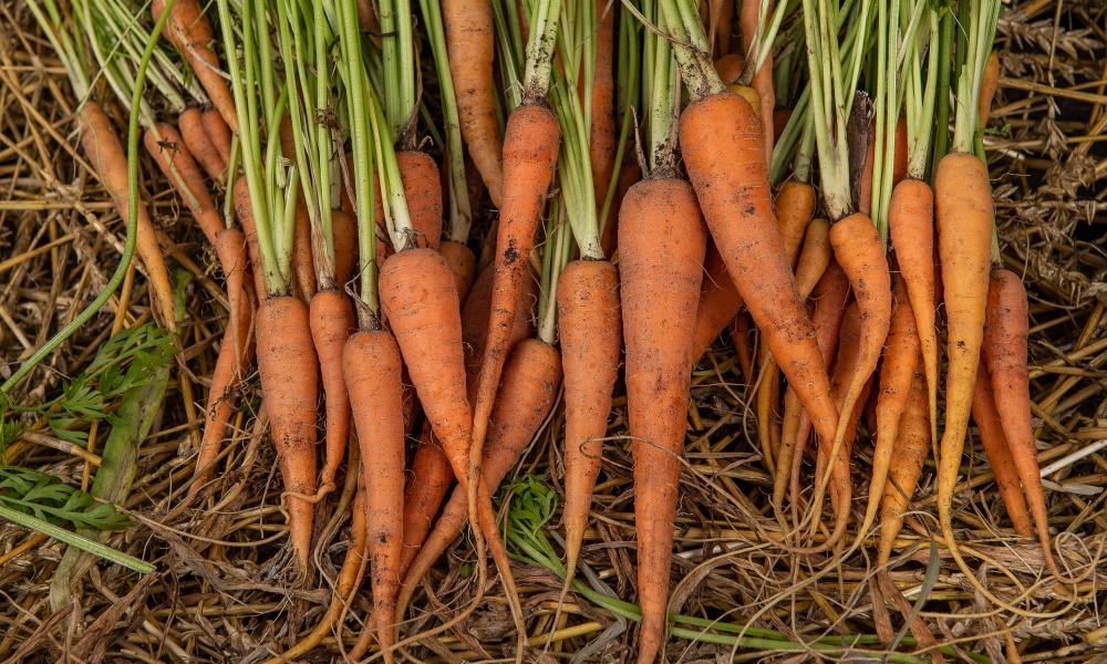 Carrots