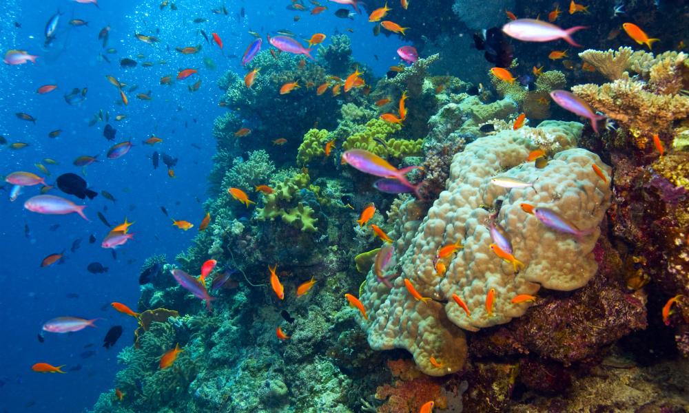 Coral Reef