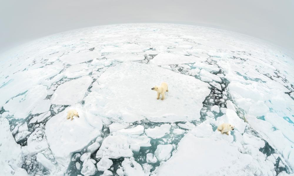 polar bear